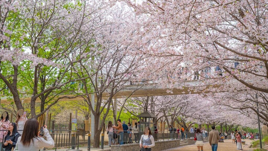 the best time to visit Korea